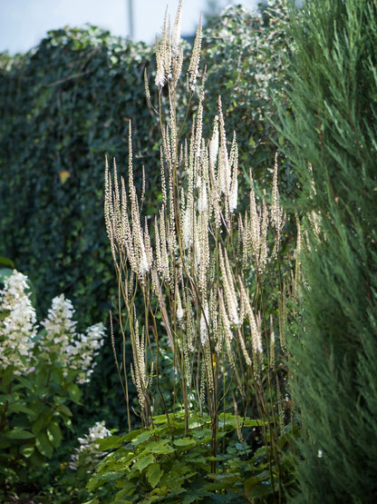 Pluskwica sercolistna Actaea racemosa var. cordifolia