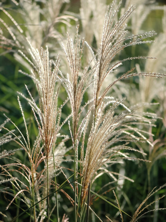 Miskant chiński Miscanthus sinensis 'Graziella'