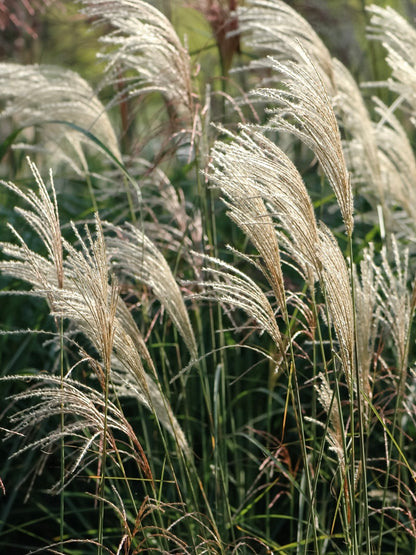 Miskant chiński Miscanthus sinensis 'Graziella'