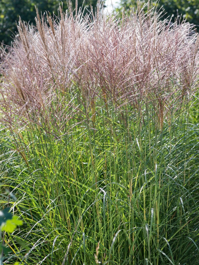 Miskant chiński Miscanthus sinensis 'Graziella'