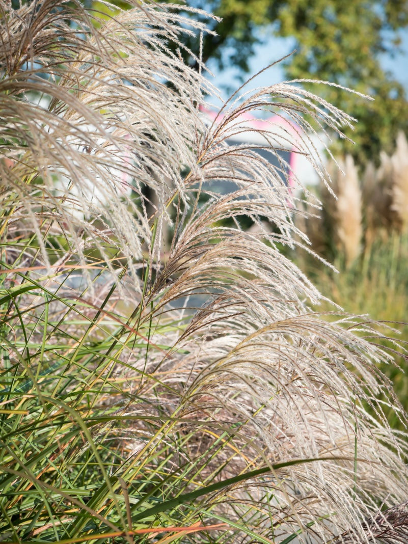 Miskant chiński Miscanthus sinensis 'Graziella'