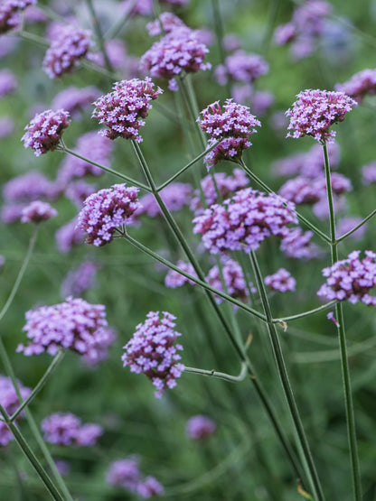 Werbena patagońska Verbena bonariensis