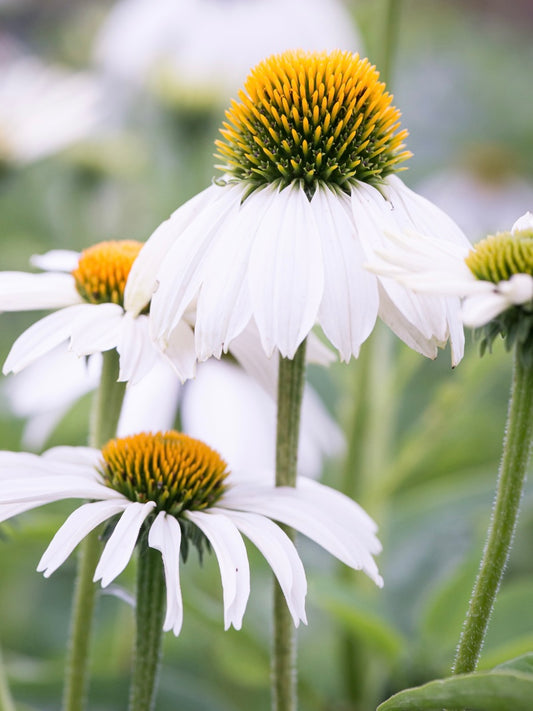 Jeżówka purpurowa Echinacea purpurea 'Alba'