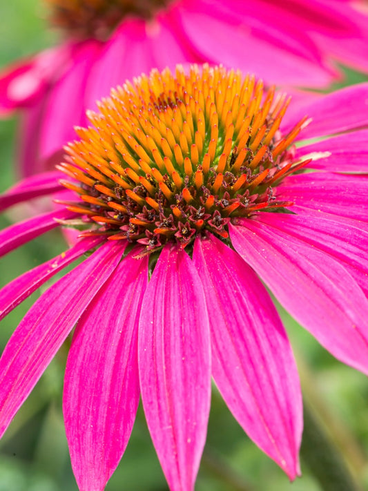 Jeżówka Echinacea 'Lakota Rose'
