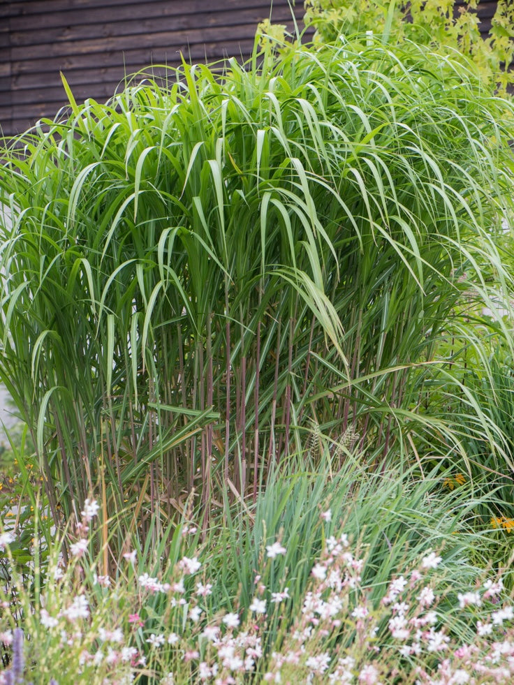 Miskant olbrzymi Miscanthus x giganteus