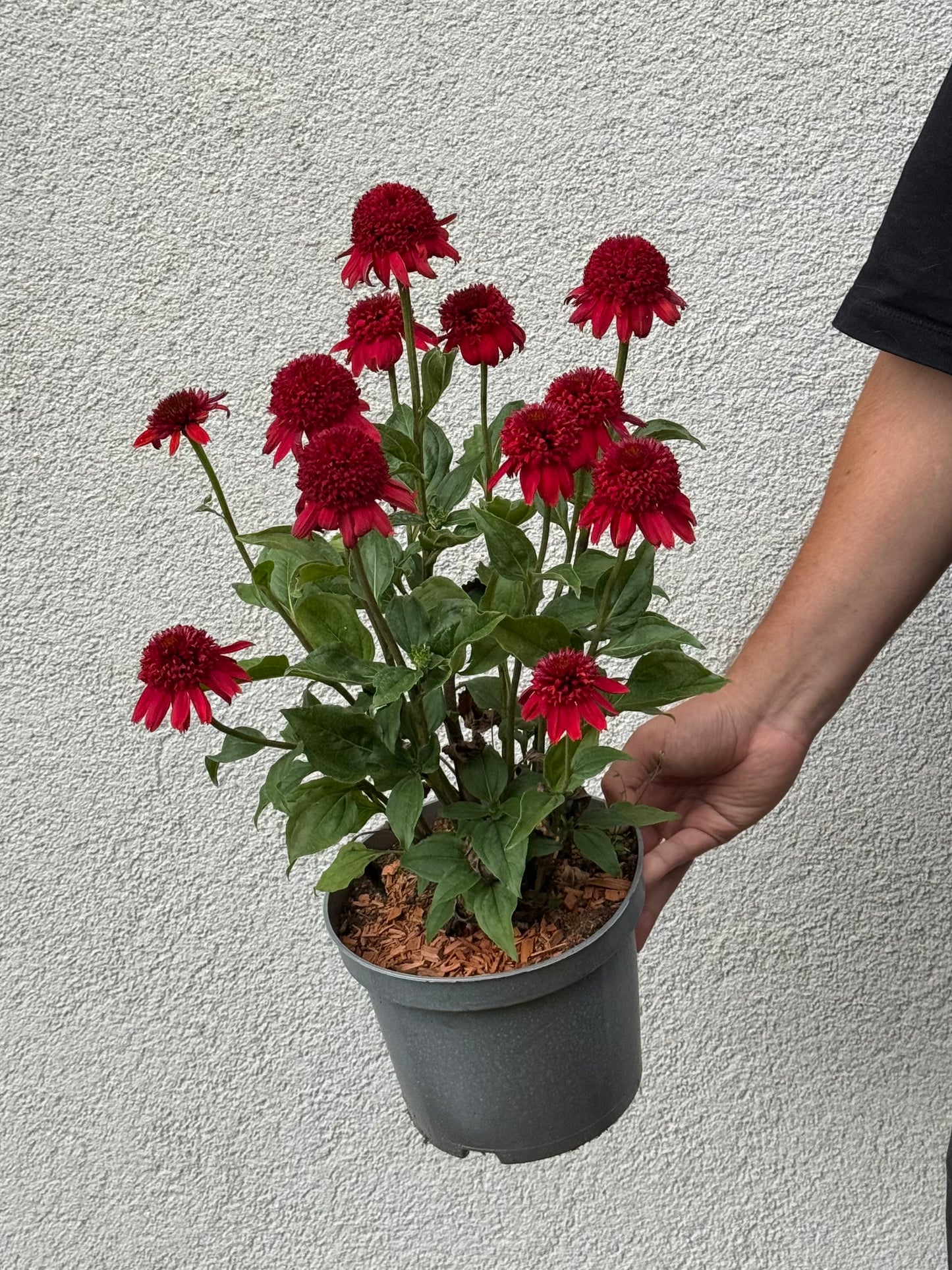 Jeżówka Echinacea 'Eccentric'