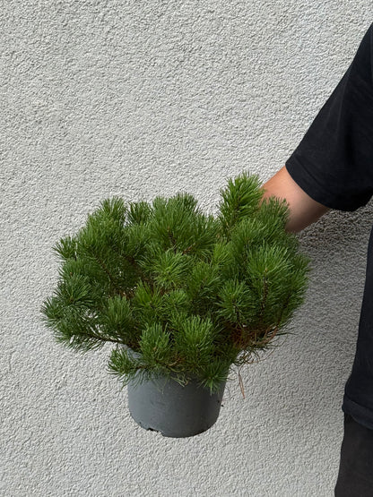 Sosna górska Pinus mugo mughus