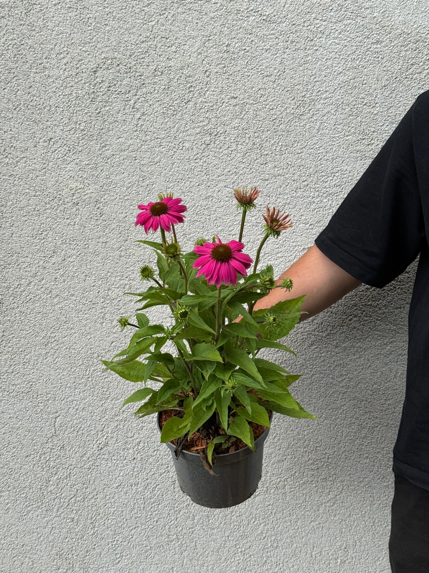 Jeżówka purpurowa Echinacea purpurea 'Pow wow Wild Berry'