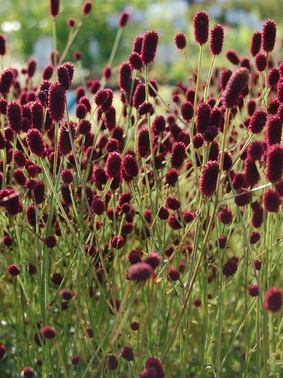 Krwiściąg lekarski Sanguisorba officialis 'Tanna'