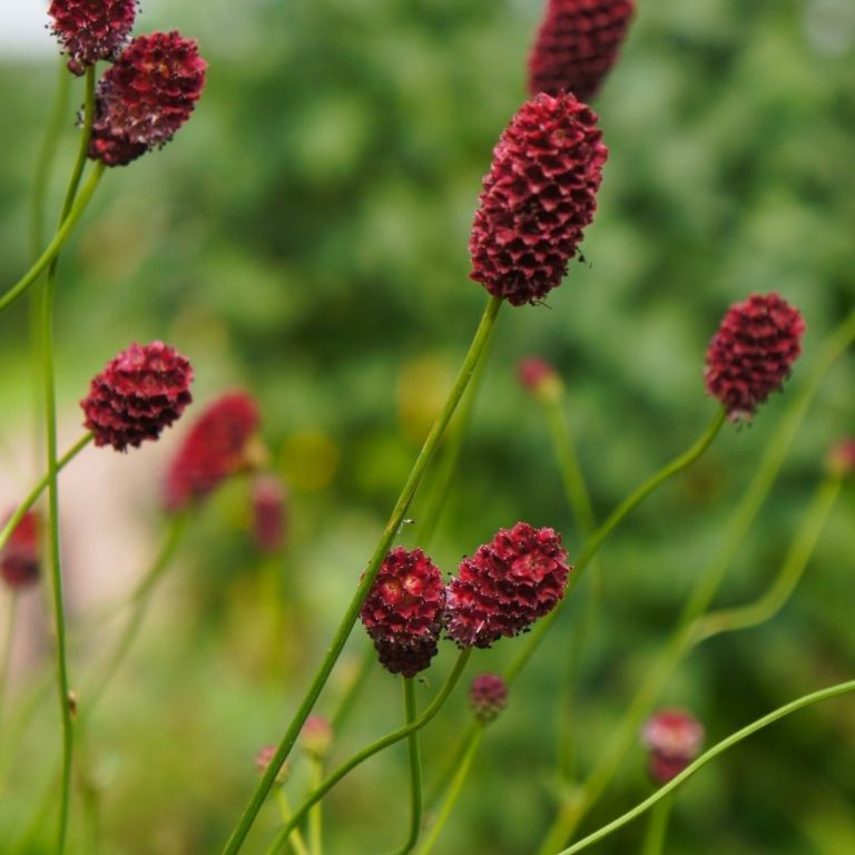 Krwiściąg lekarski Sanguisorba officialis 'Tanna'