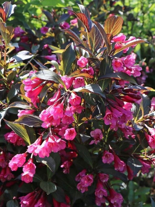 Krzewuszka cudowna Weigela 'Alexandra'