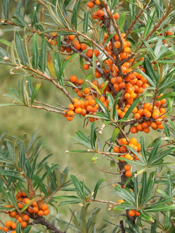 Rokitnik zwyczajny Hippophae rhamnoides
