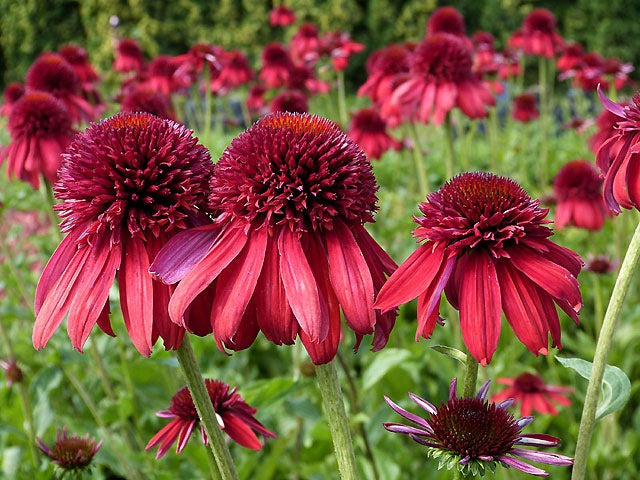 Jeżówka Echinacea 'Eccentric'