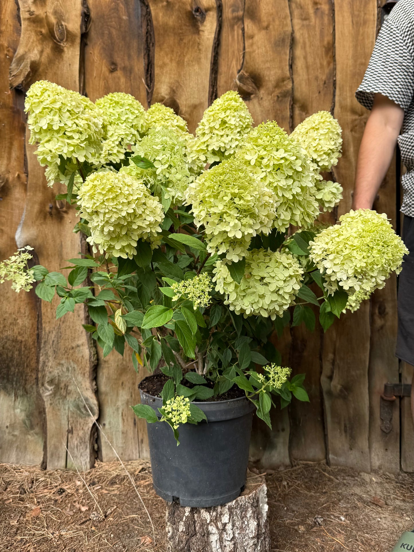 Hortensja bukietowa Hydrangea paniculata 'Magical Candle'