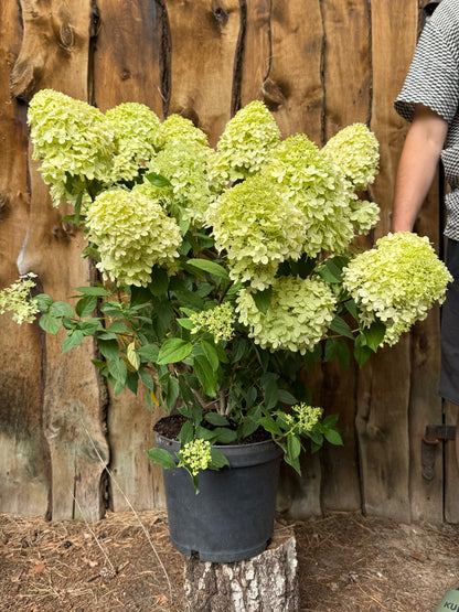 Hortensja bukietowa Hydrangea paniculata 'Magical Candle'