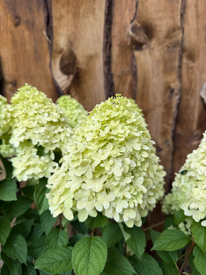 Hortensja bukietowa Hydrangea paniculata 'Magical Candle'