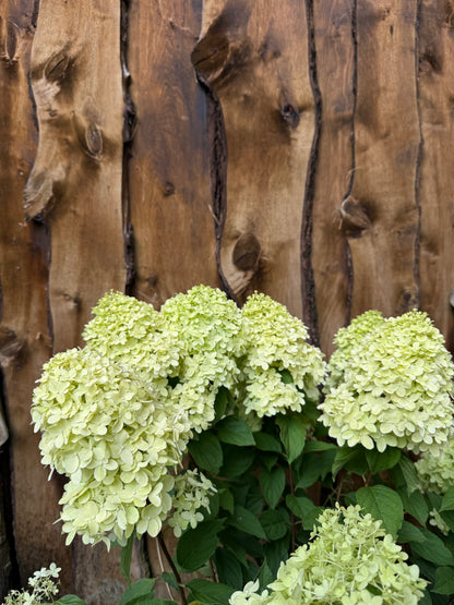 Hortensja bukietowa Hydrangea paniculata 'Magical Candle'