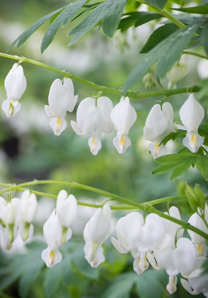 Serduszka okazała Dicentra spectabilis 'Alba'
