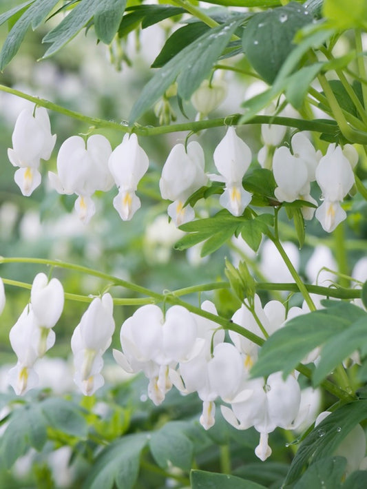 Serduszka okazała Dicentra spectabilis 'Alba'