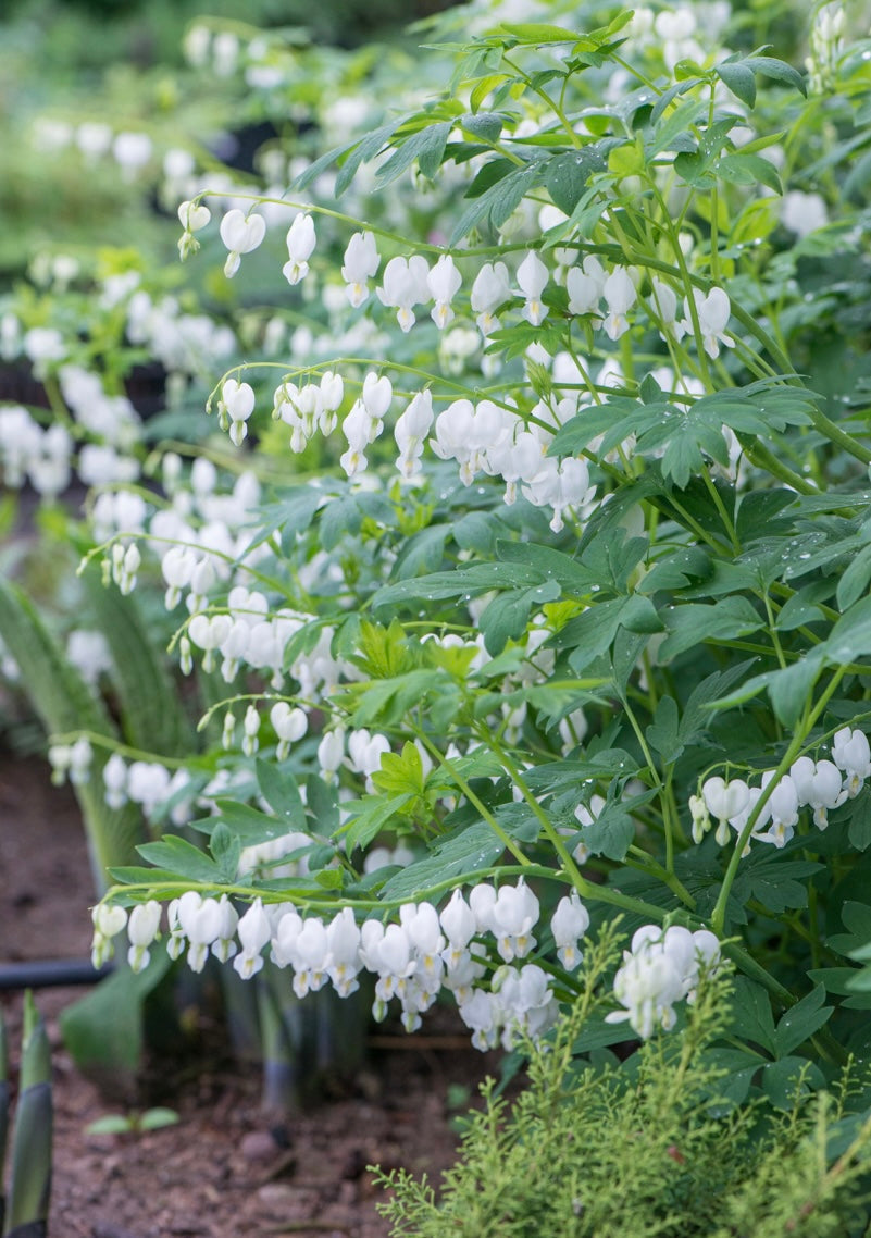 Serduszka okazała Dicentra spectabilis 'Alba'