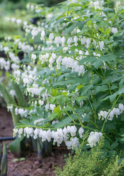 Serduszka okazała Dicentra spectabilis 'Alba'
