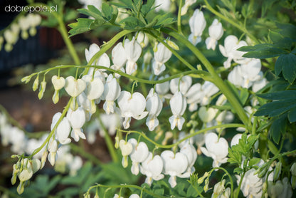 Serduszka okazała Dicentra spectabilis 'Alba'
