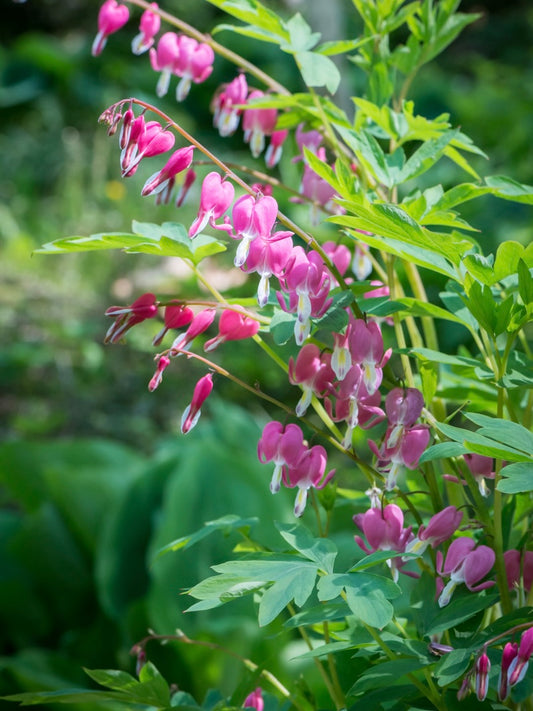 Serduszka okazała Dicentra spectabilis
