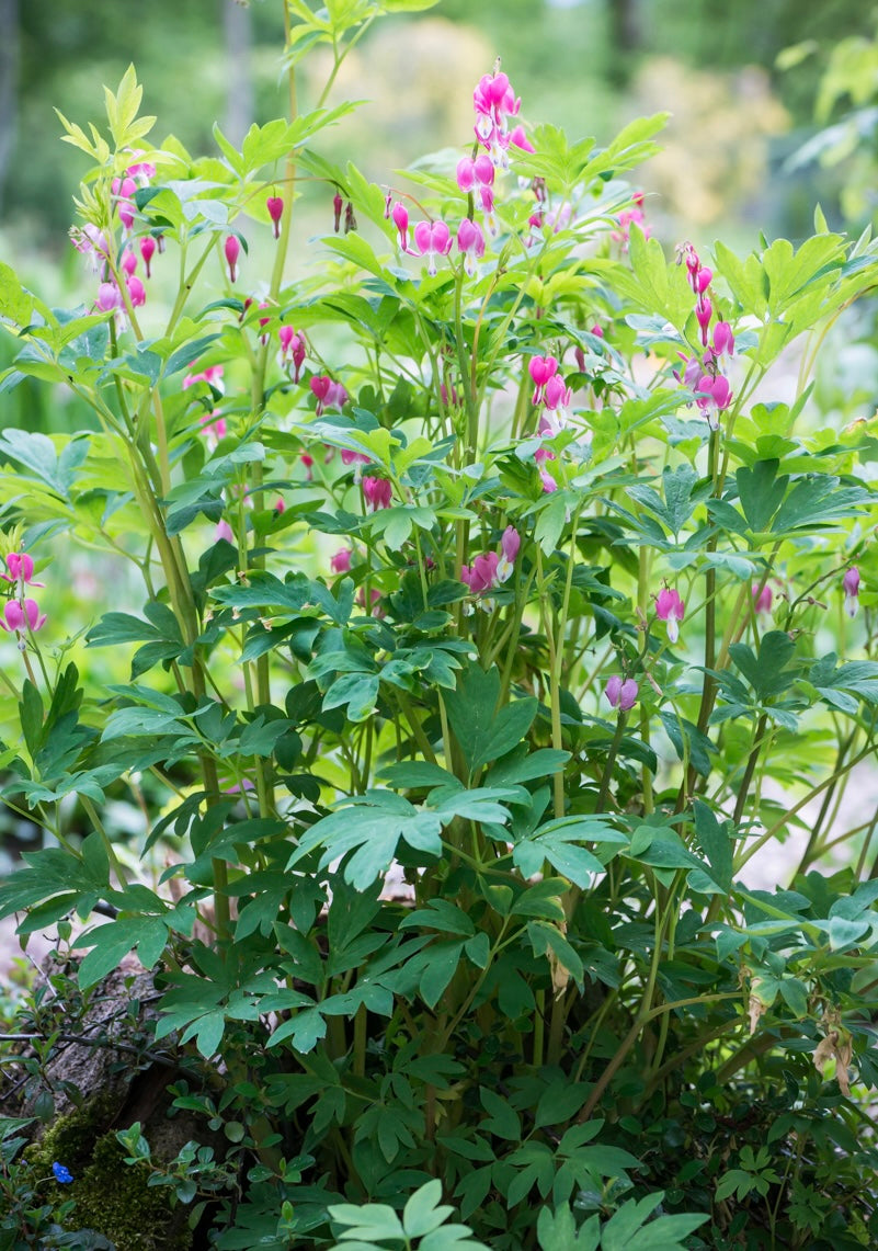 Serduszka okazała Dicentra spectabilis