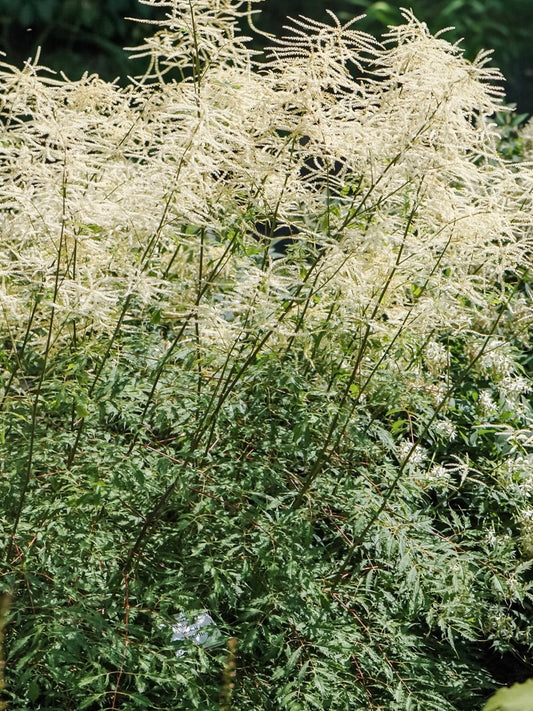 Parzydło leśne Aruncus dioicus 'Kneiffii'