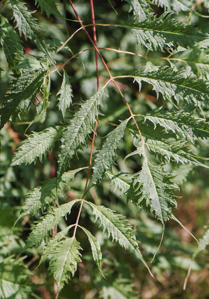 Parzydło leśne Aruncus dioicus 'Kneiffii'