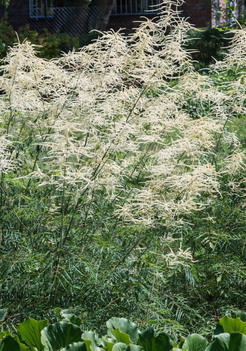 Parzydło leśne Aruncus dioicus 'Kneiffii'