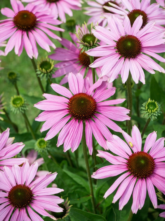 Jeżówka purpurowa Echinacea purpurea 'Rubinstern'
