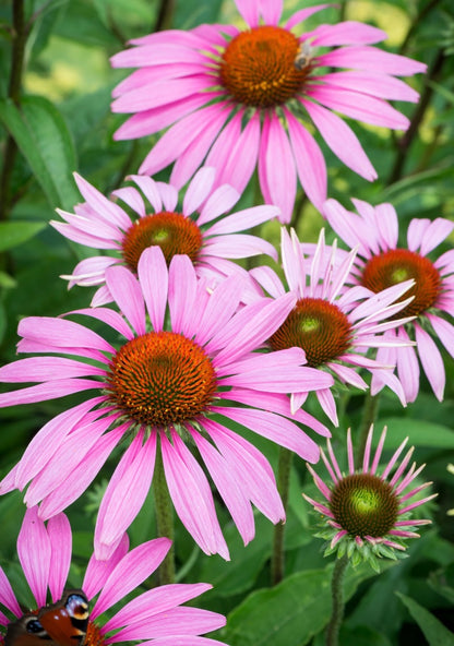 Jeżówka purpurowa Echinacea purpurea 'Rubinstern'
