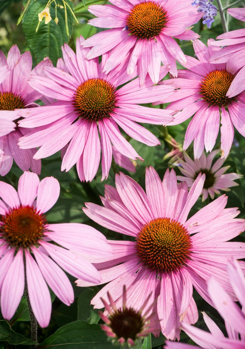 Jeżówka purpurowa Echinacea purpurea 'Rubinstern'