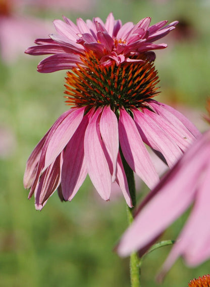 Jeżówka purpurowa 'Doubledecker'