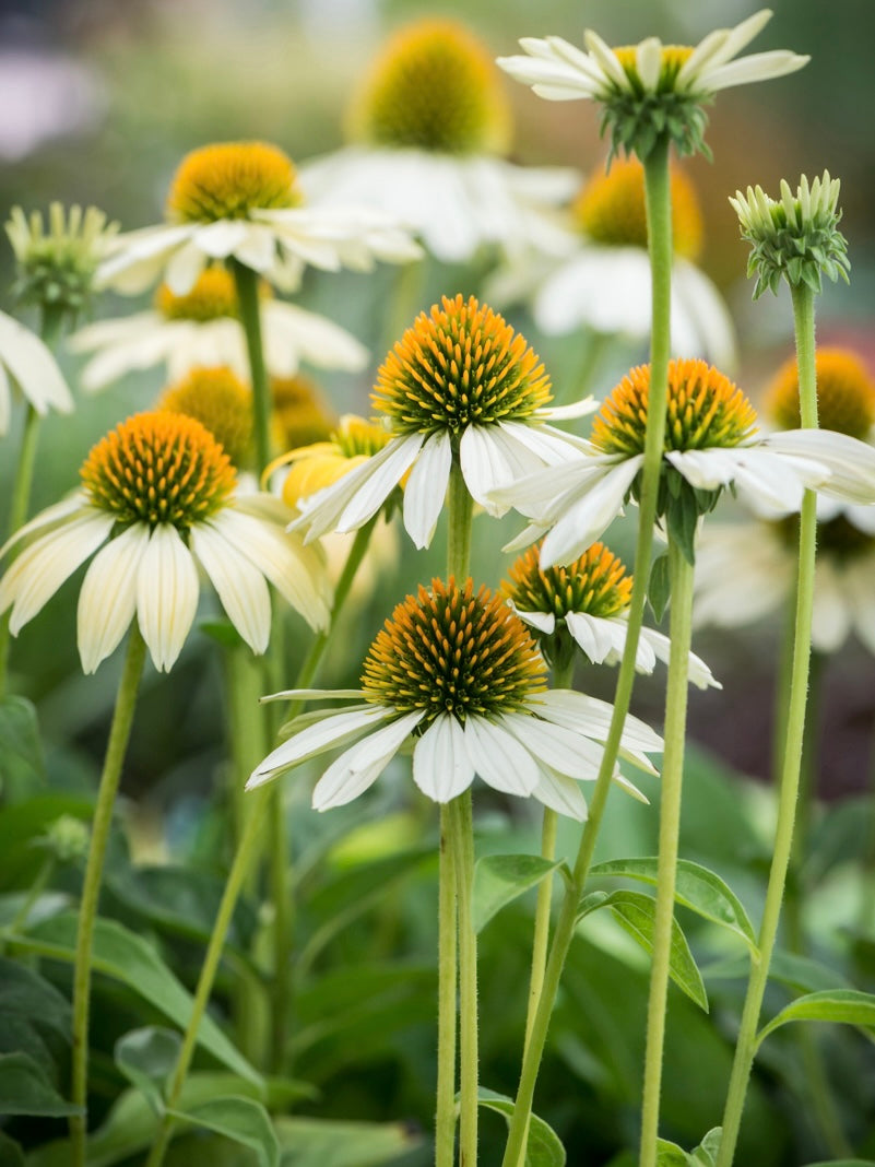 Jeżówka purpurowa Echinacea purpurea 'Prairie Splendor Compact White'