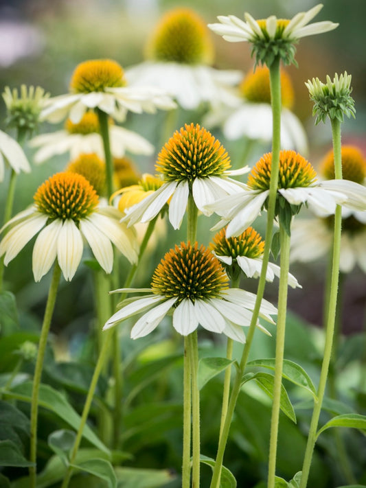 Jeżówka purpurowa Echinacea purpurea 'Prairie Splendor Compact White'