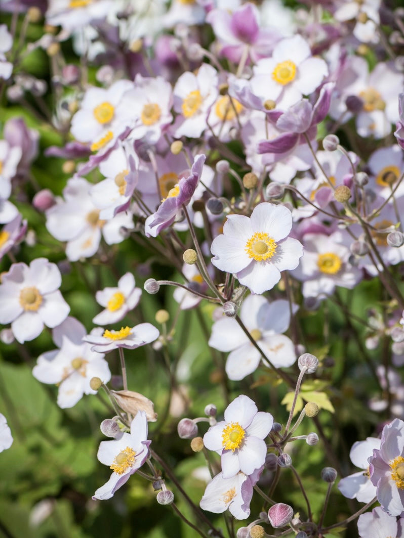 Zawilec chiński Anemone hupehensis