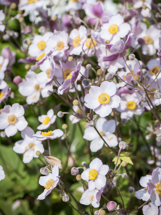 Zawilec chiński Anemone hupehensis