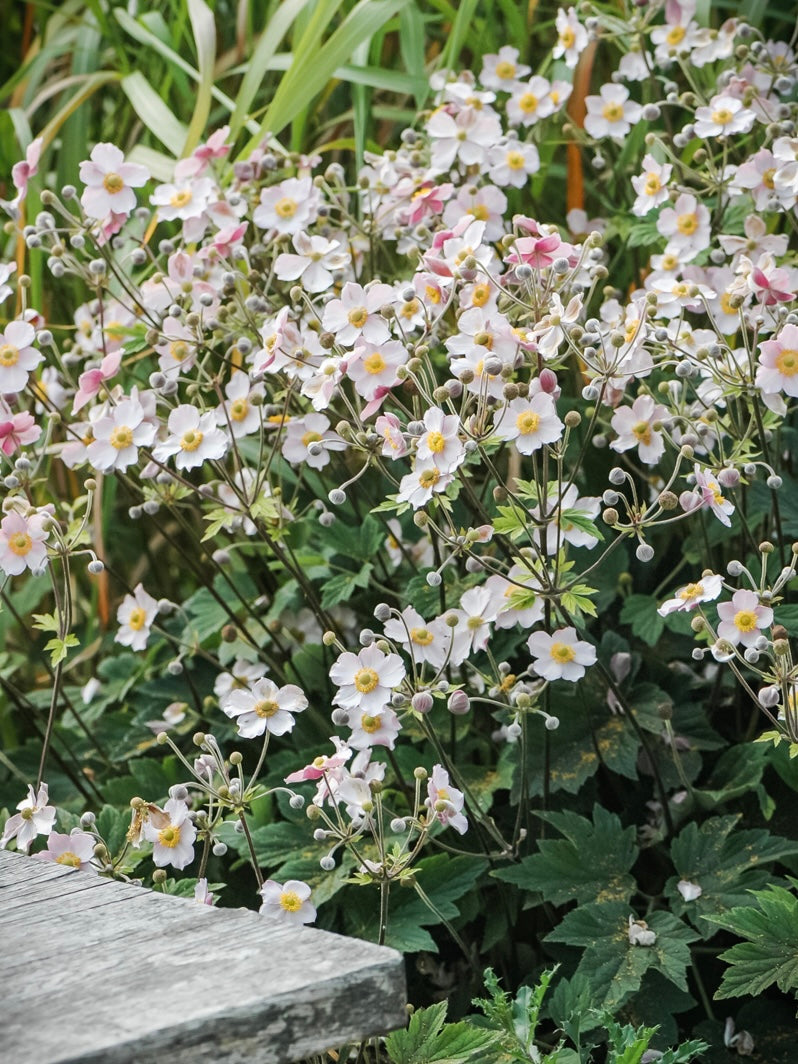 Zawilec chiński Anemone hupehensis