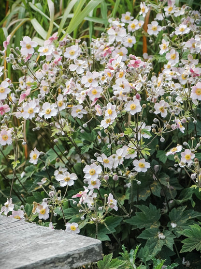 Zawilec chiński Anemone hupehensis