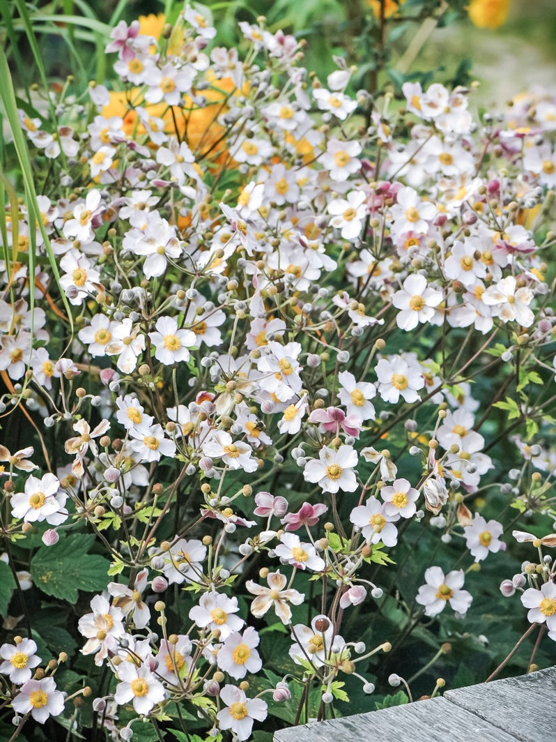 Zawilec chiński Anemone hupehensis