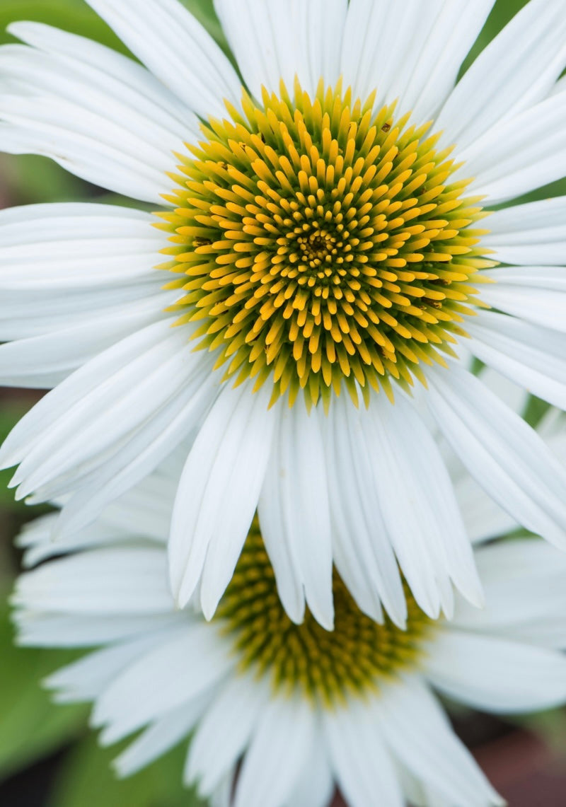 Jeżówka purpurowa Echinacea purpurea 'Prairie Splendor Compact White'