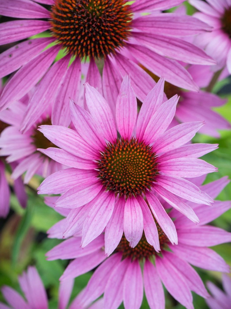 Jeżówka purpurowa Echinacea purpurea 'Magnus Superior'
