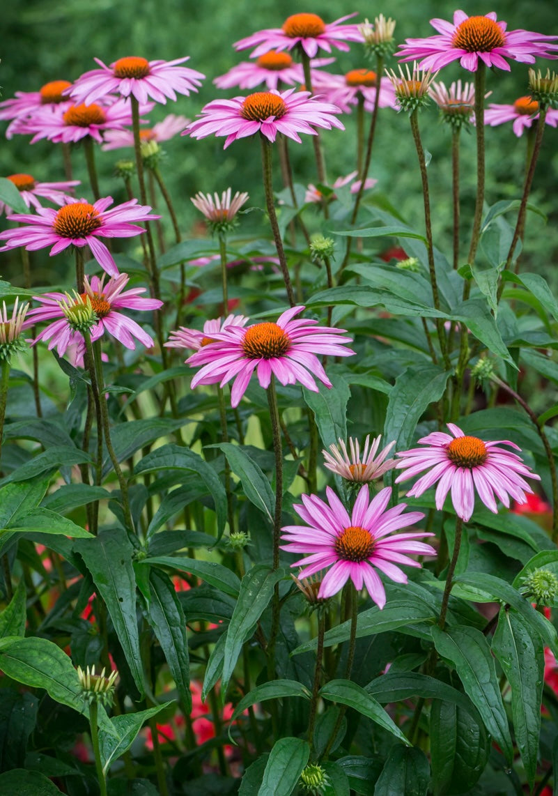 Jeżówka purpurowa Echinacea purpurea 'Magnus Superior'
