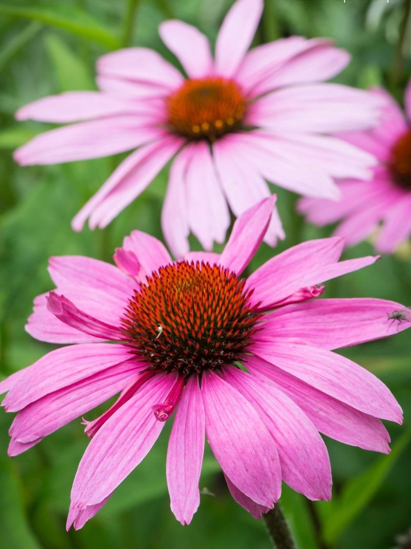 Jeżówka purpurowa Echinacea purpurea 'Magnus Superior'