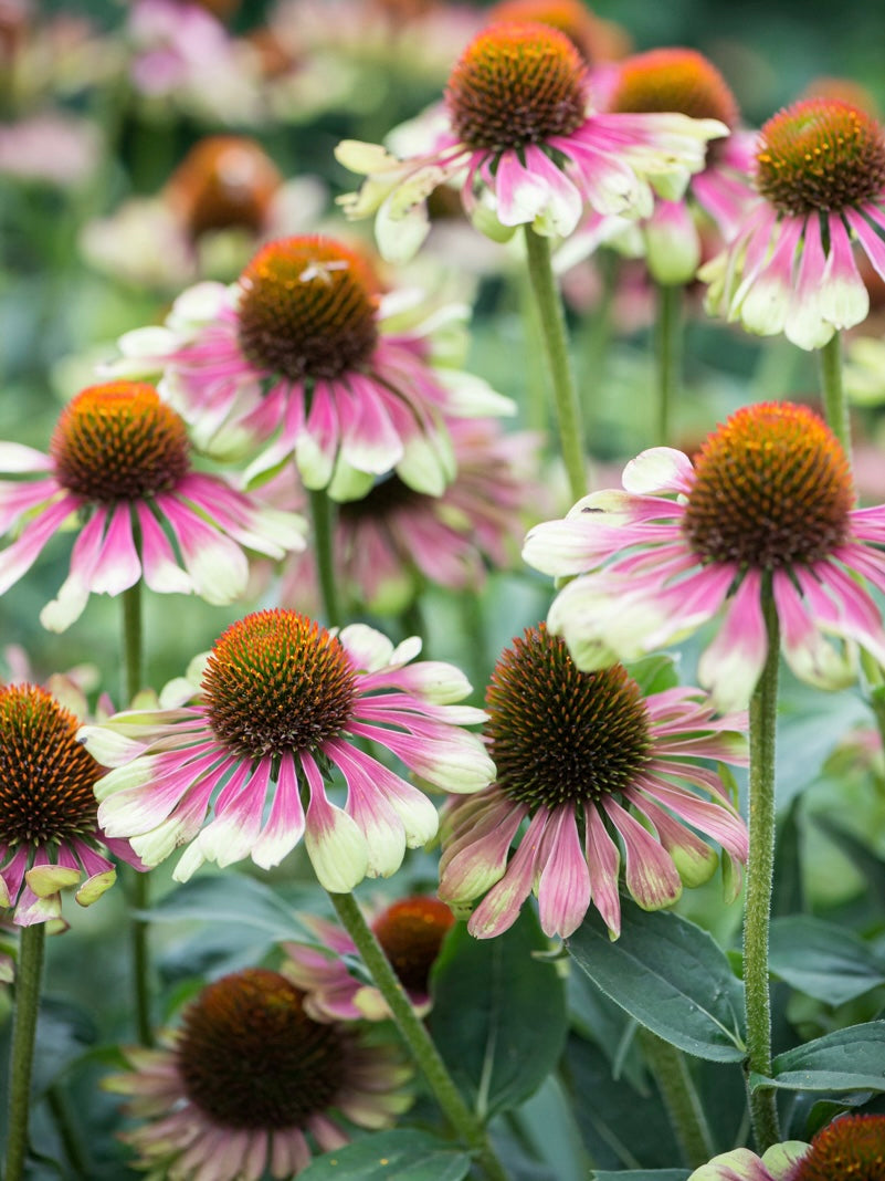 Jeżówka purpurowa 'Green Twister'
