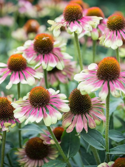 Jeżówka purpurowa 'Green Twister'