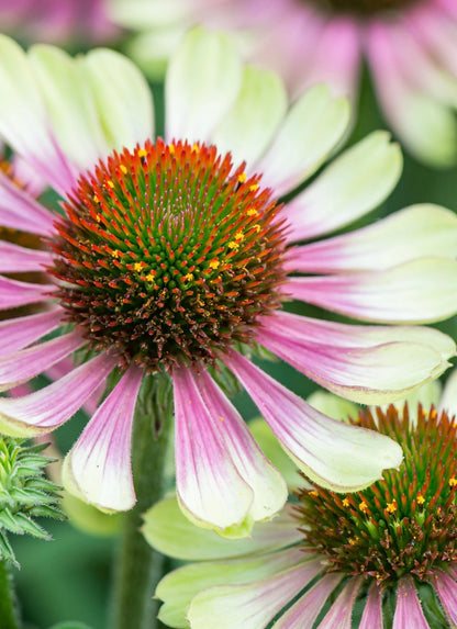 Jeżówka purpurowa 'Green Twister'