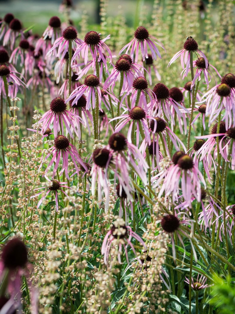 Jeżówka blada Echinacea pallida